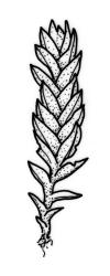 Fissidens taylorii var. taylorii , habit, sterile plant. Drawn from J.D. Lovis, s.n., Sep. 1985, AK 284387.
 Image: R.C. Wagstaff © Landcare Research 2014 